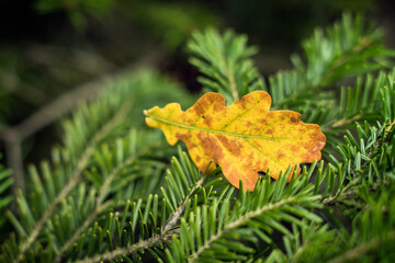 kolorowe liście na drzewach w lesie . Pora roku - jesień