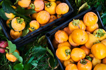 Ripe freshly picked orange persimmon with green leaves in basket. Autumn harvest season