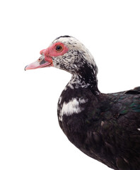 Beautiful gray goose.