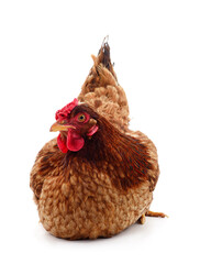 Small brown chicken.