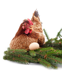 Brown chicken with a Christmas tree branch with eggs.