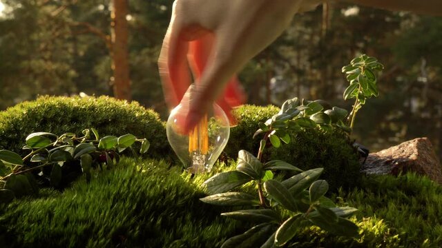 Female hand screwing in a energy-saving light bulb in the green moss and it's lighting up among the greenery of the virgin northern forest, drawing energy from the nature.