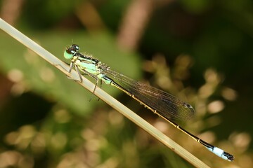 blue damselfly Ischnura with dew