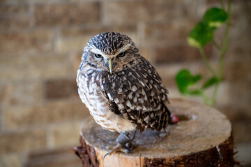 great horned owl