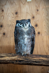 owl