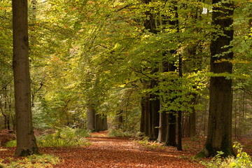 Forest path full of colored autumn leaves of beech trees.