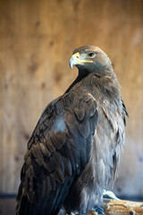 red tailed hawk