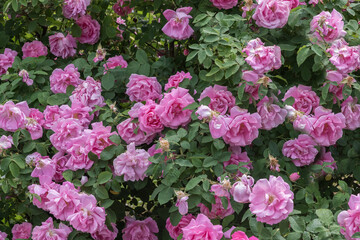 Rosarium Sangerhausen in Germany. Selected sorts of exquisite roses for parks, gardens, beds, borders, decoration