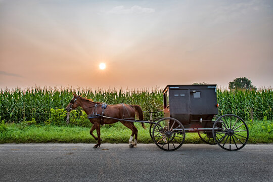 Amish Buggy at sunrise in front of cron field