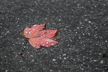 foglia autunno pioggia 