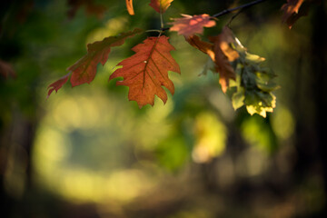 kolorowe liście na drzewach w lesie . Pora roku - jesień