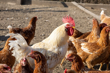 Red laying hens on the street