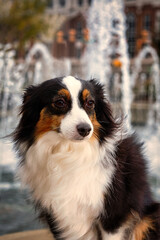 A cute dog in front of a beautiful fountain.