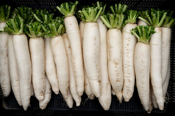 Pyszna biała rzodkiew przygotowana do sprzedaży na targu / Delicious white radish prepared for sale at the market  © Follow the Sun