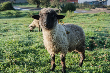 Cría de borrego raza criolla - borrego en etapa joven