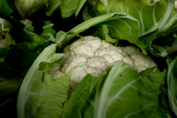 Młode kalafiory przygotowane do sprzedaży, Young cauliflowers prepared for sale  © Follow the Sun