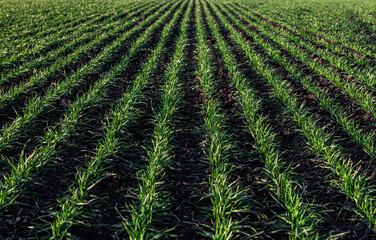 green area sown with winter crops