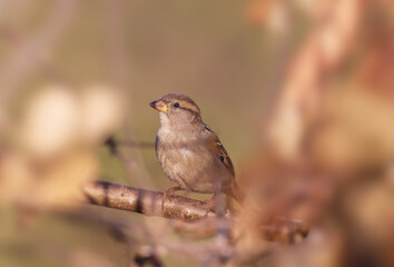 A sparrow among the autumn branches .