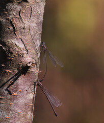 The wedding of dragonflies on a tree trunk ...