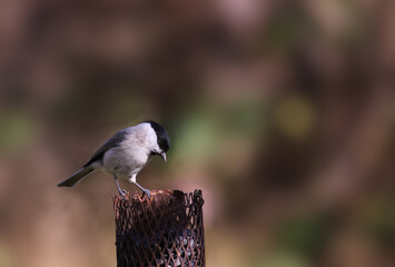 
willow tit looking for food.