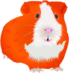 Smiling guinea pig in red and white colors