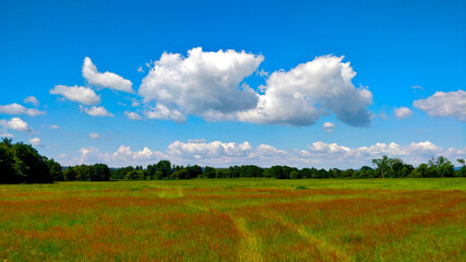 Meadow of nature protected area of Litovelske pomoravi during summer vacation and beautiful weather.