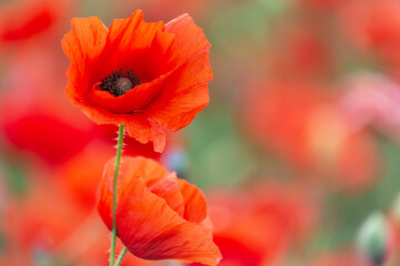 Obraz premium Two poppies on the field