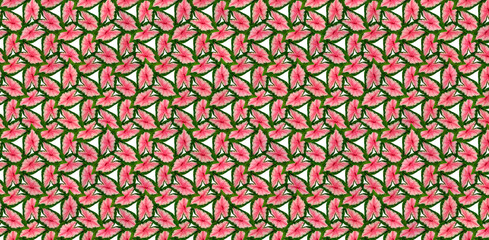 Taro plant pattern red in the middle of the leaf