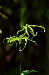 ylang fower green and yellow