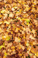 Colourful autumn leaves, background