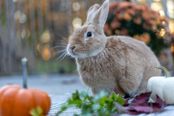 Rufus rabbit in fall setting surrounded by mums and pumpkins at sunset with beautiful golden light