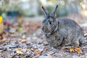 Gray rabbit in fall garden surrounded by cripsy leaves and mums copy space