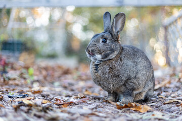 Gray rabbit in fall garden surrounded by cripsy leaves and mums copy space
