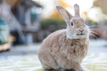 Rufus rabbit in fall setting surrounded by mums and pumpkins at sunset with beautiful golden light