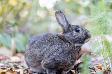 Gray rabbit in fall garden surrounded by cripsy leaves and mums copy space