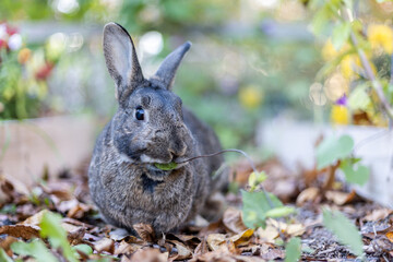 Gray rabbit in fall garden surrounded by cripsy leaves and mums copy space