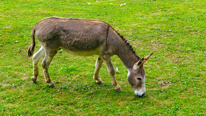 Lonely donkey grazing on fresh green pasture. The grass is gnawed clean everywhere around the animal.