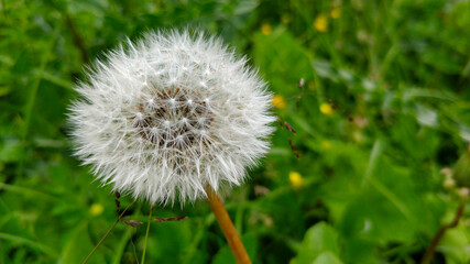 Close-up view on out of bloom mountain meadow dandelion in Slovakia.