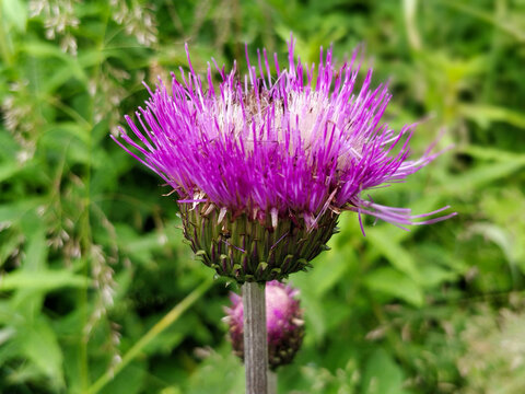 Close-up view on blooming mountain thistle growing on Slovakian meadow.