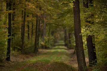 las , drzewa liściaste i iglaste jesienią