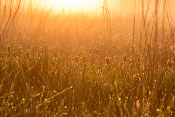dew drops on the grass. dawn's field