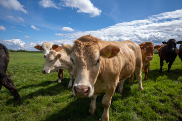 Cows create methane gas which contributes to global warming.