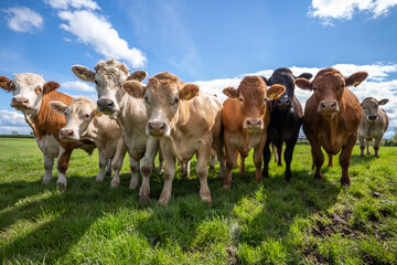 Cows create methane gas which contributes to global warming. - obrazy, fototapety, plakaty