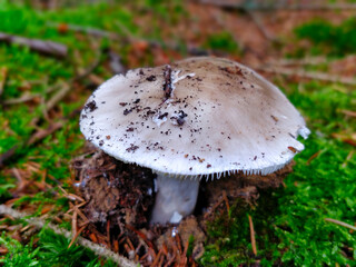 Detail view on amanita mushroom in the forest in Czech.