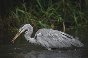 Graureiher mit gefangenem Fisch im Schnabel