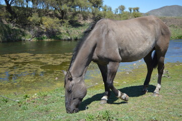 Fototapeta premium caballo comiendo al costado del arroyo en el pasto verde