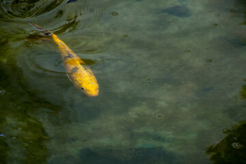 lake with goldfish 2