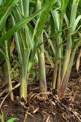 Fototapeta premium sugarcane in the garden