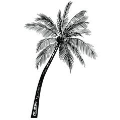 realistic black silhouette of tropical palm bounty
