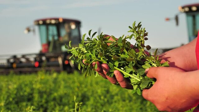 agronomist holding alfalfa harvest in his hands